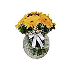 Fanusta Sarı Gerbera